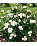 Shrub Rose Artemis опис